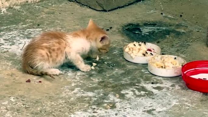 美丽的棕色小猫吃