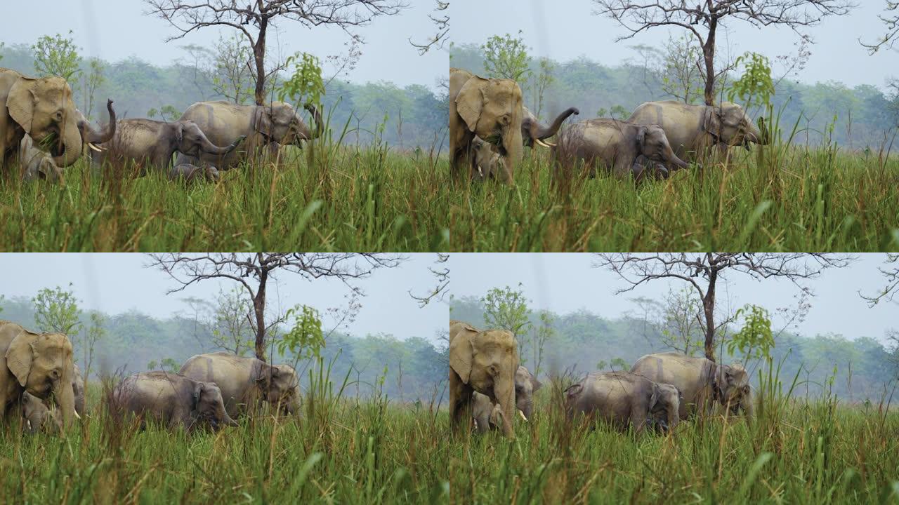 一群大象在卡齐兰加国家公园以慢动作喂养和泥浴