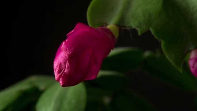 黑色背景下的4k延时视频中绽放的圣诞仙人掌花。斯伦贝格拉·特伦卡塔花生长。
