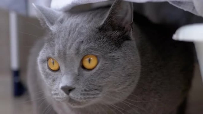 好奇的受惊的灰色英国猫躲在洗过的亚麻布后面，观察动作