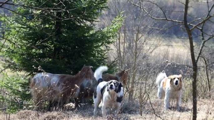 狗在山上守护着一群绵羊和山羊。