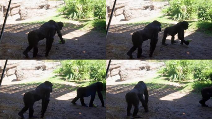 宁静的大猩猩在阳光明媚的日子里在动物园里游荡