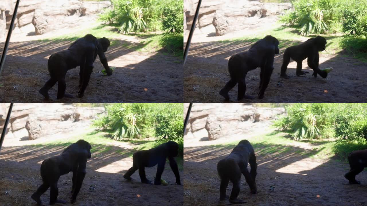 宁静的大猩猩在阳光明媚的日子里在动物园里游荡