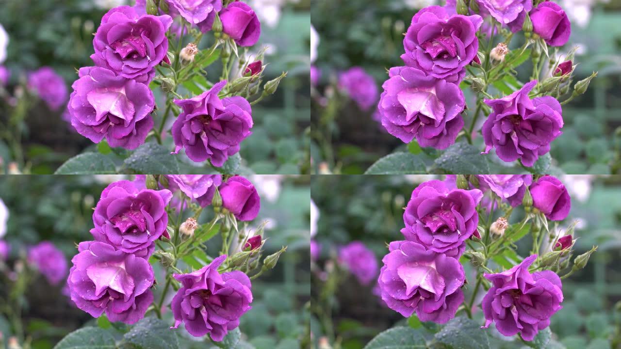 紫色玫瑰的特写-蓝色的狂想曲