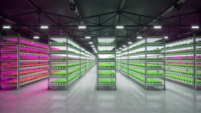室内水培蔬菜厂在展览空间仓库。农场水培的内部。水培蔬菜农场。在温室里种植的生菜农场。混凝土地板。3D
