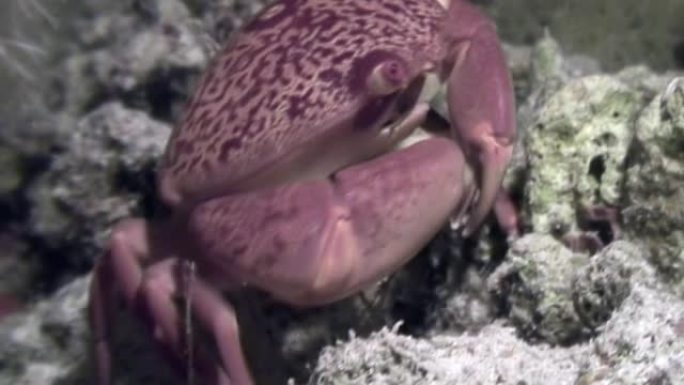 珊瑚海底的螃蟹在海底寻找海洋中的食物。