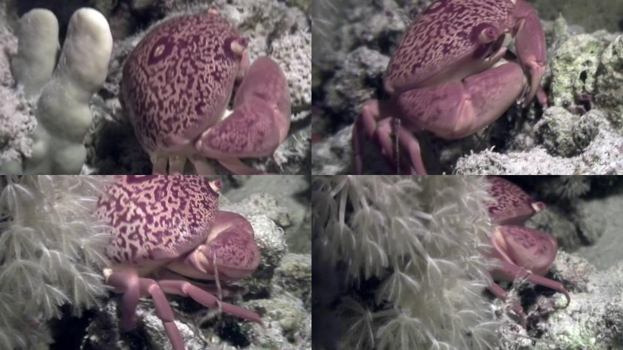 珊瑚海底的螃蟹在海底寻找海洋中的食物。