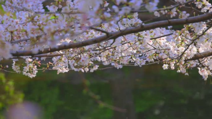 盛开的樱花，美丽的粉红色花瓣在水边盛开