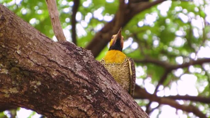 Campo flicker (Colaptes campestris) 雌性栖息在树上。