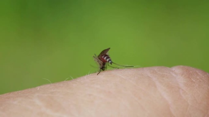 蚊子从人-宏观上喝血