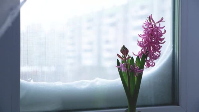 花盆窗台上盛开的红红花的特写镜头，窗外是冬季。盛开并生长着异国情调的家庭花卉。选择性聚焦，浅景深