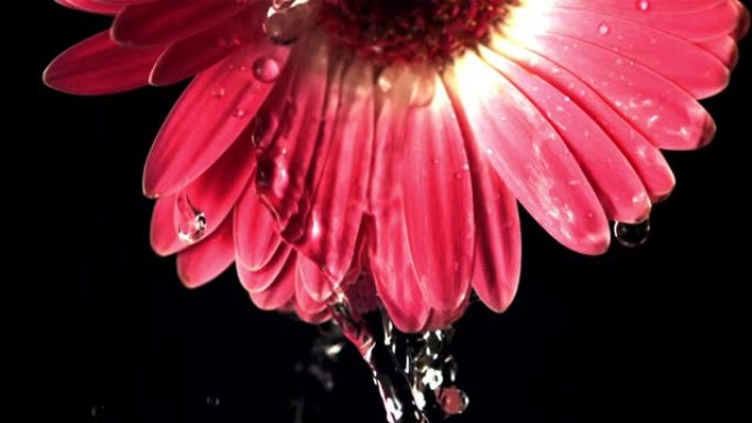 花瓣色非洲菊的超慢动作排水。以1000 fps的高速相机拍摄。