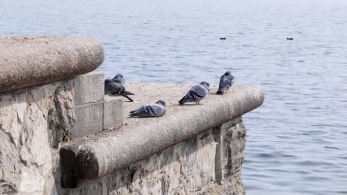 许多沉睡的鸽子在石墙上，背景是宽阔的蓝色湖泊和黑色水禽，白天，阳光充足，没有人，视频规格: 3840