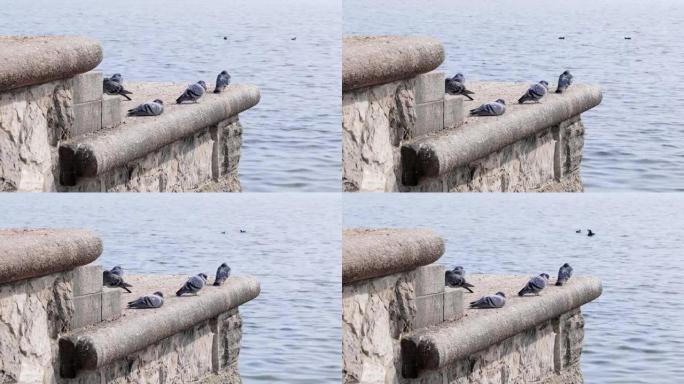 许多沉睡的鸽子在石墙上，背景是宽阔的蓝色湖泊和黑色水禽，白天，阳光充足，没有人，视频规格: 3840