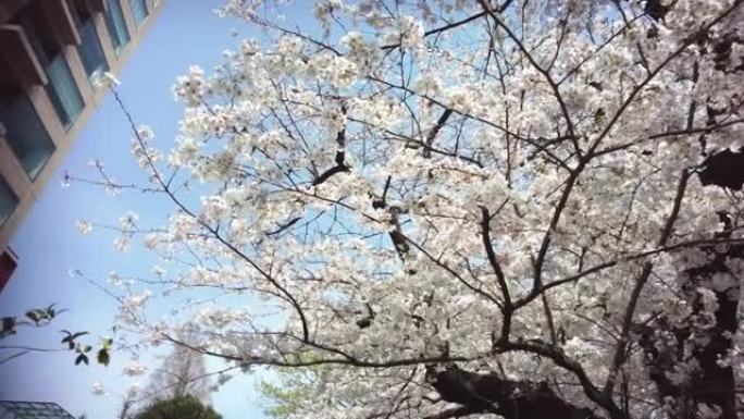 东京千代田区九丹市樱花盛开