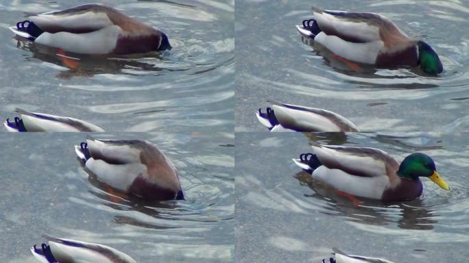绿头鸭雄性在清水湖寻找食物。