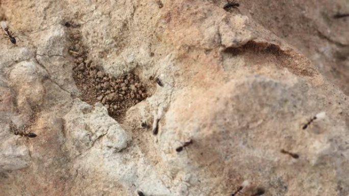 子弹小黑蚂蚁抓着蛋从岩石顶部转移到另一个地方。