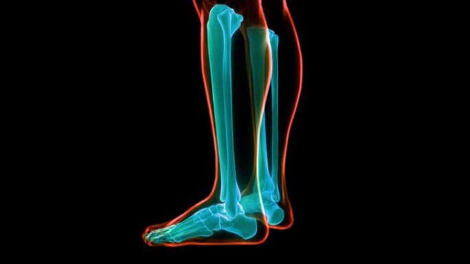 人体骨骼系统脚骨关节解剖动画概念