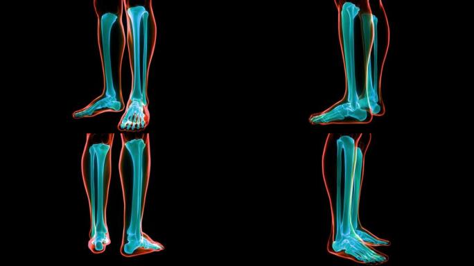 人体骨骼系统脚骨关节解剖动画概念