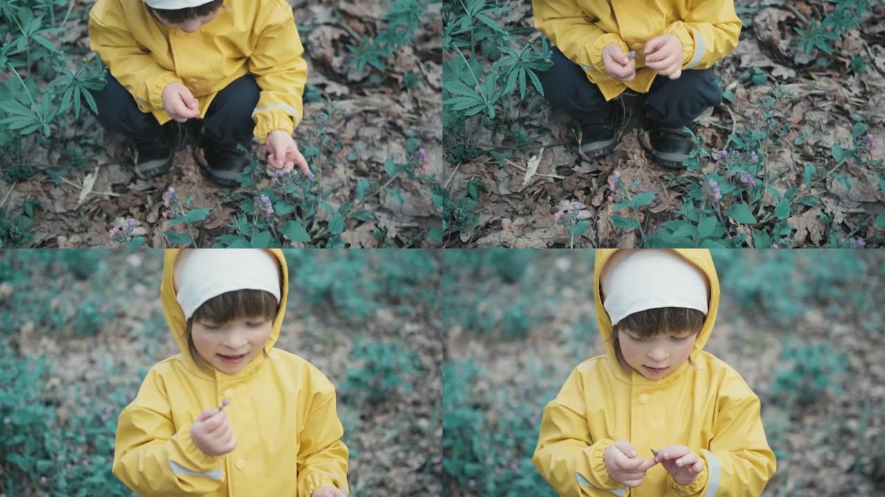 穿着黄色连帽雨衣和白色帽子的孩子正在采摘森林中的花朵