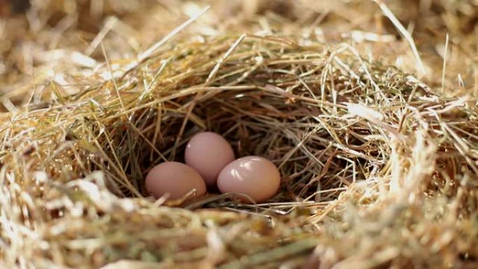 鸡蛋。在一个阳光明媚的早晨，在农场里和鸡蛋一起筑巢。