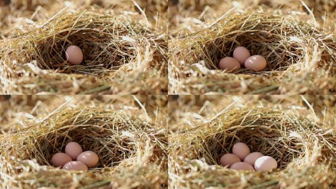 鸡蛋。在一个阳光明媚的早晨，在农场里和鸡蛋一起筑巢。