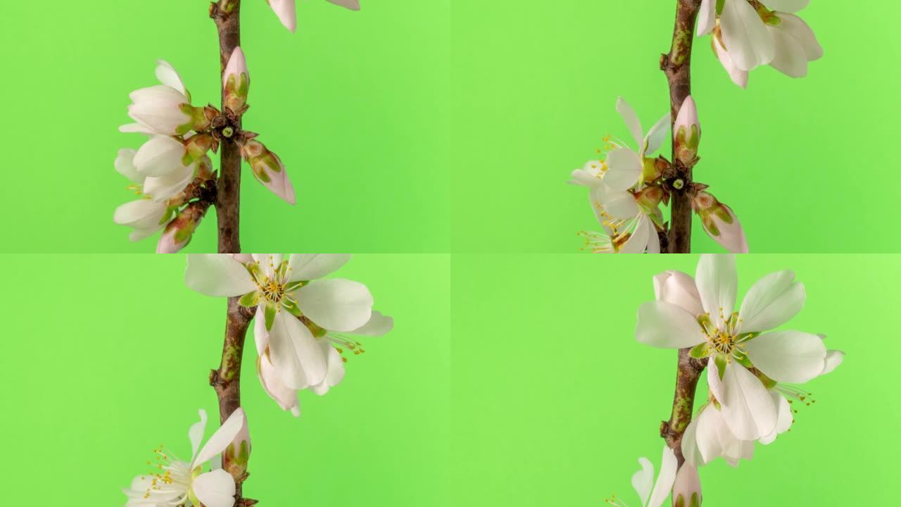杏仁花盛开在绿色背景下的4k视频中。春天李子开花的视频。
