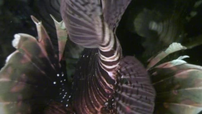 水下海中蝎子鱼柔和的调色板。