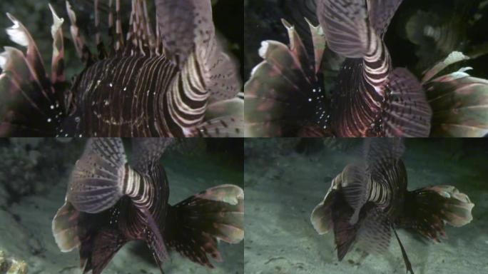 水下海中蝎子鱼柔和的调色板。