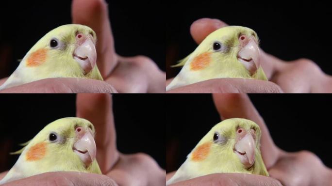 一只黄鸟手中的鹦鹉