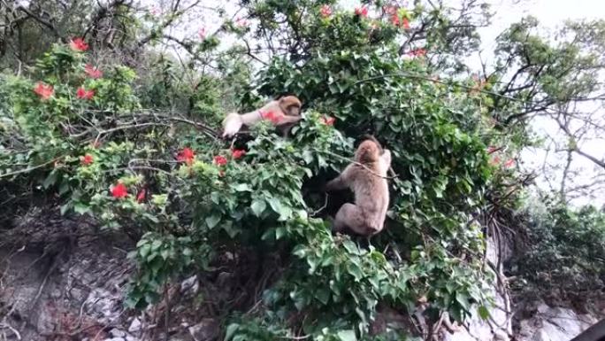 两只猴子爬上树。