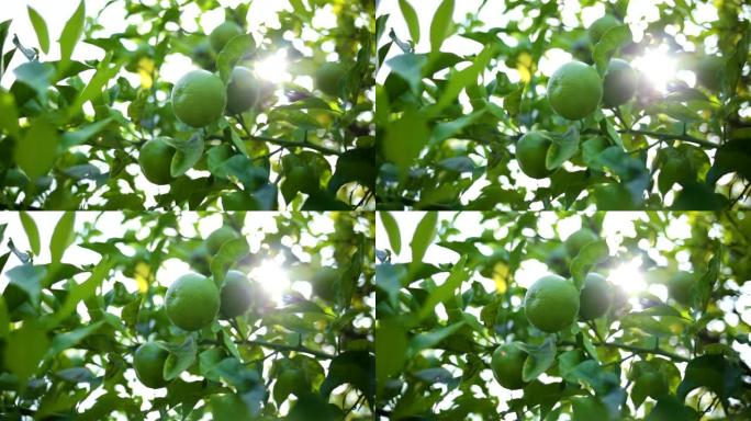 在阳光明媚的蓝天背景上隔离的柑橘树绿色树枝的特写视图。实时全高清视频素材。