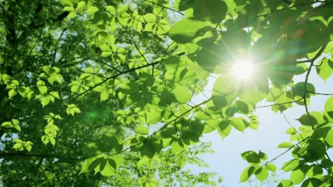 阳光下的新鲜绿树逆光光影阳光