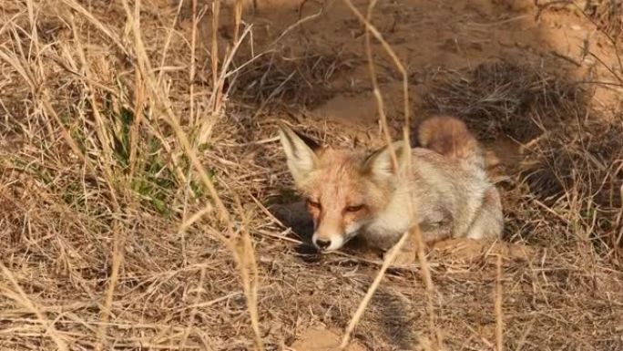 在印度中部森林的户外丛林狩猎中，白脚狐狸或沙漠之狐或vulpes vulpes pusilla近距离