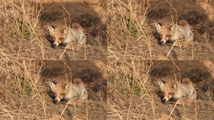 在印度中部森林的户外丛林狩猎中，白脚狐狸或沙漠之狐或vulpes vulpes pusilla近距离