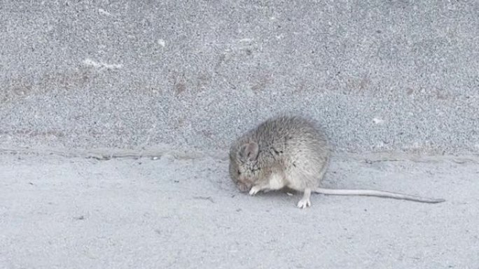 小田老鼠坐在沥青上不能移动，很快呼吸，可能生病了