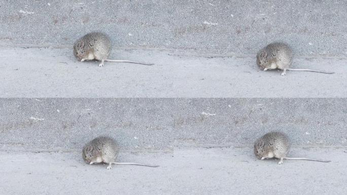 小田老鼠坐在沥青上不能移动，很快呼吸，可能生病了
