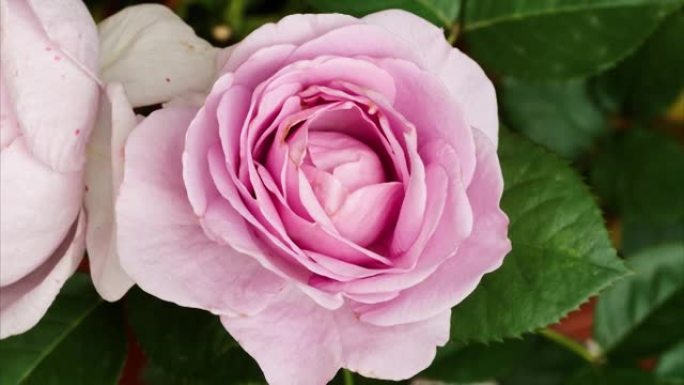 粉红玫瑰 (Shinoburedo) 从芽到大花开花的延时镜头，4k顶视图电影，缩小效果。