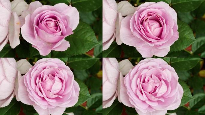 粉红玫瑰 (Shinoburedo) 从芽到大花开花的延时镜头，4k顶视图电影，缩小效果。