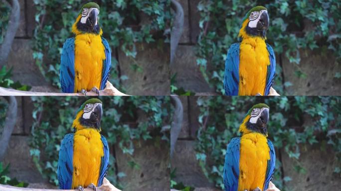 蓝色和黄色的ara金刚鹦鹉眨着眼睛，在丛林或雨林中大声chi叫特写