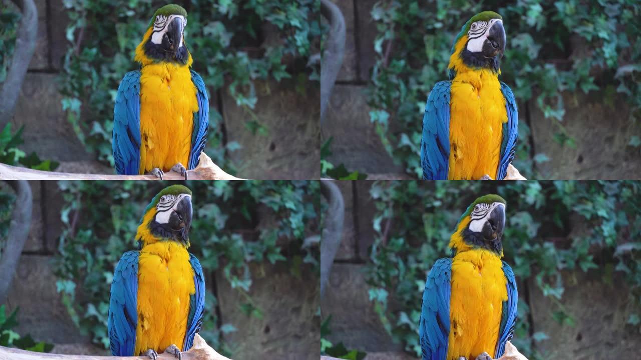 蓝色和黄色的ara金刚鹦鹉眨着眼睛，在丛林或雨林中大声chi叫特写