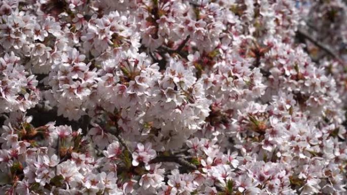 春天花头、自然、奥地利