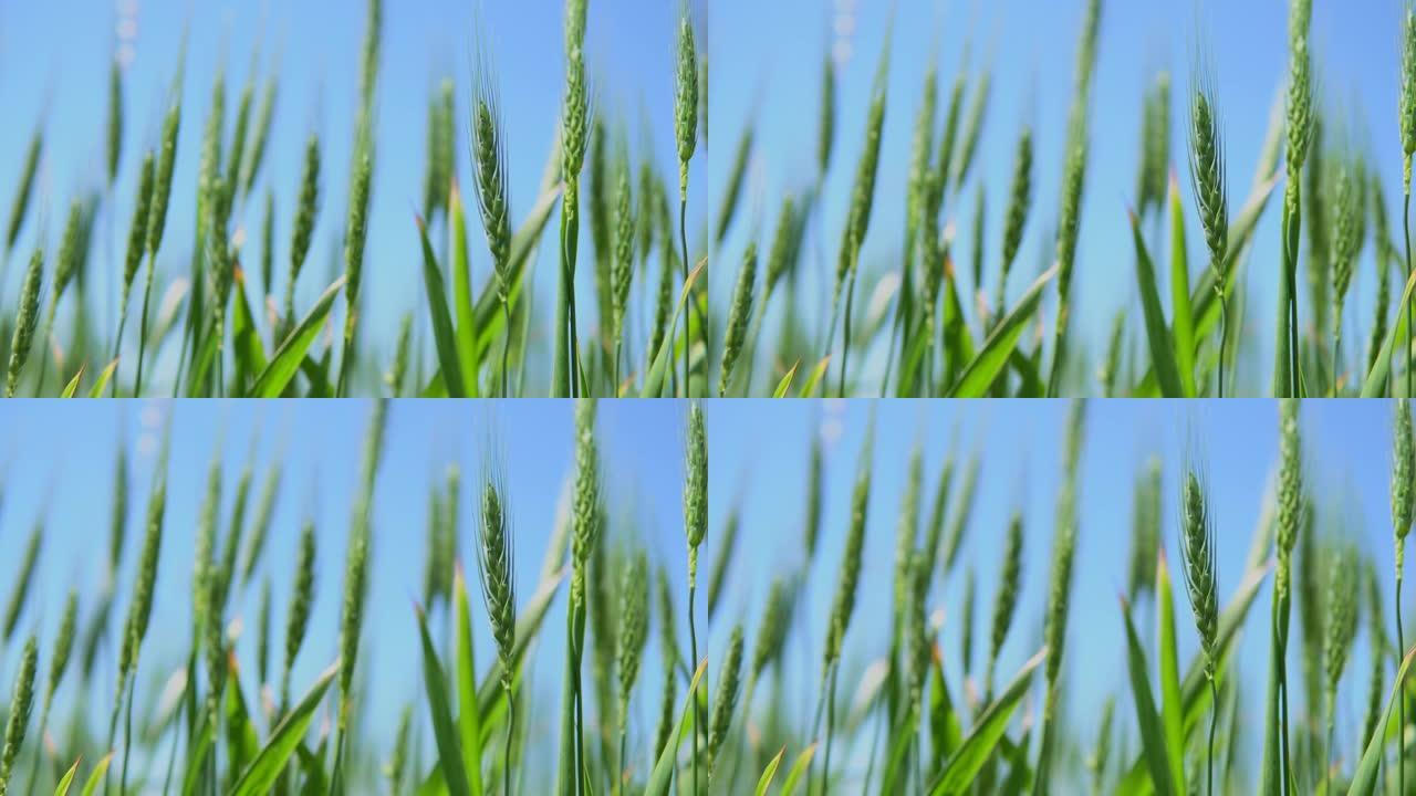 麦田4K绿色小麦唯美