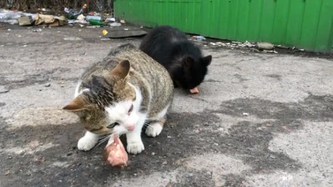 两只饥饿的流浪猫吃饲料或肉，在城市街道的垃圾场发现。