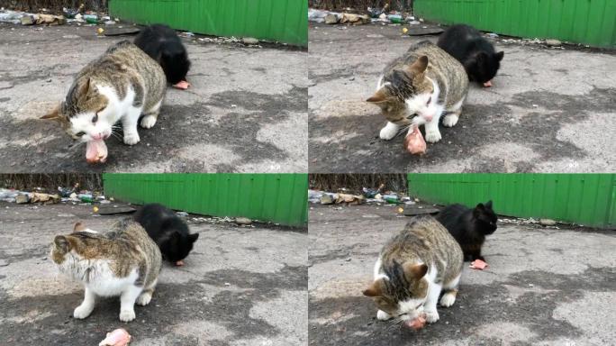 两只饥饿的流浪猫吃饲料或肉，在城市街道的垃圾场发现。