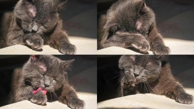 一只灰毛的猫在家里舔它的爪子和洗头