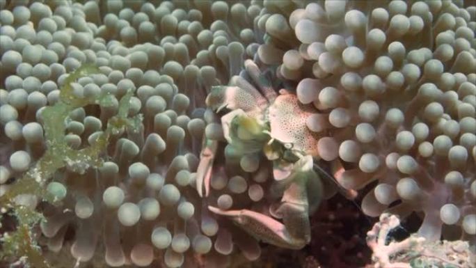 坐在海葵上的瓷海葵蟹