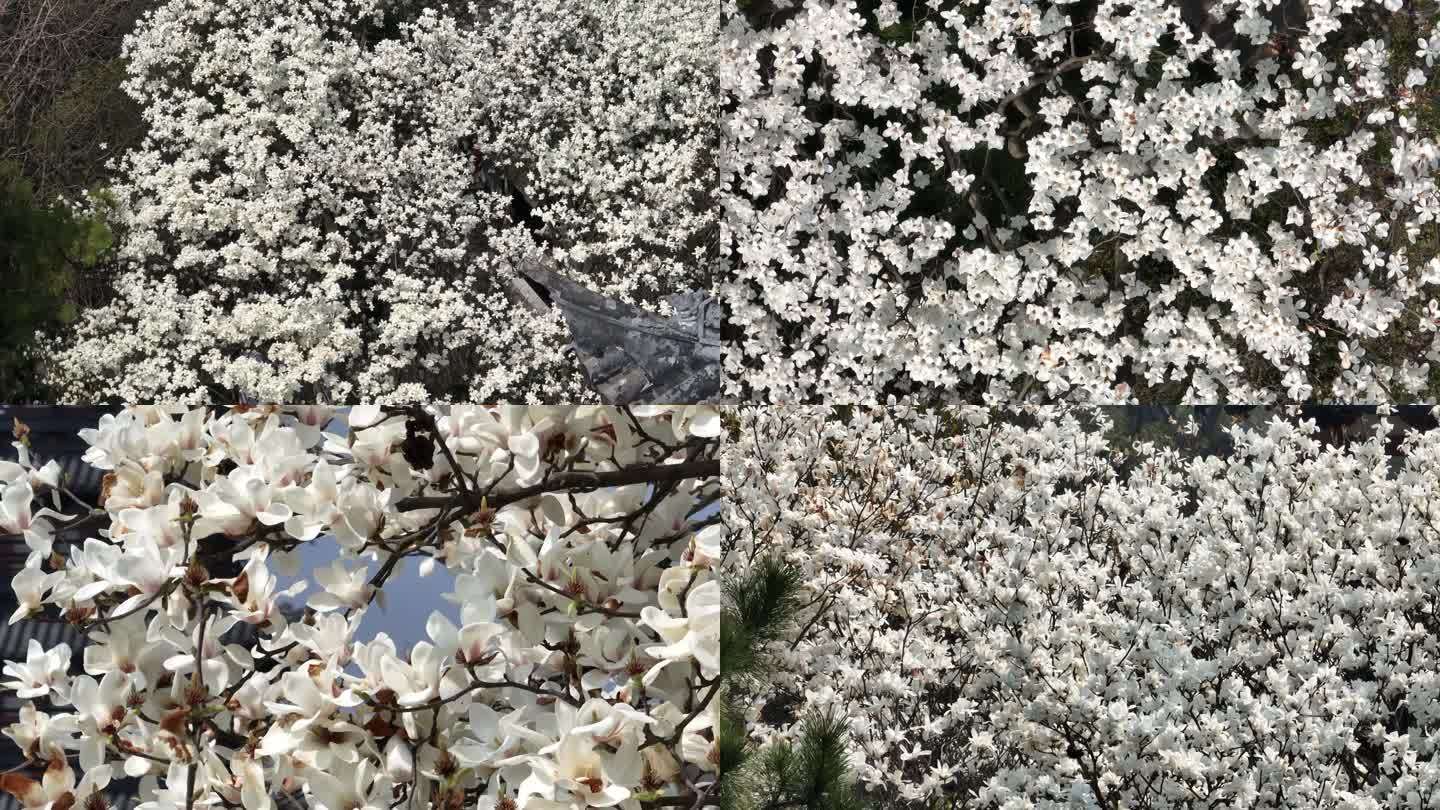 【4K】上海白云兰航拍特写春天市花素材
