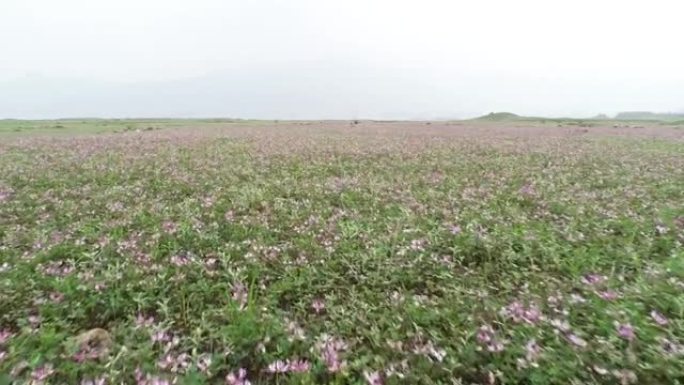 春季生长的紫云英的航拍镜头