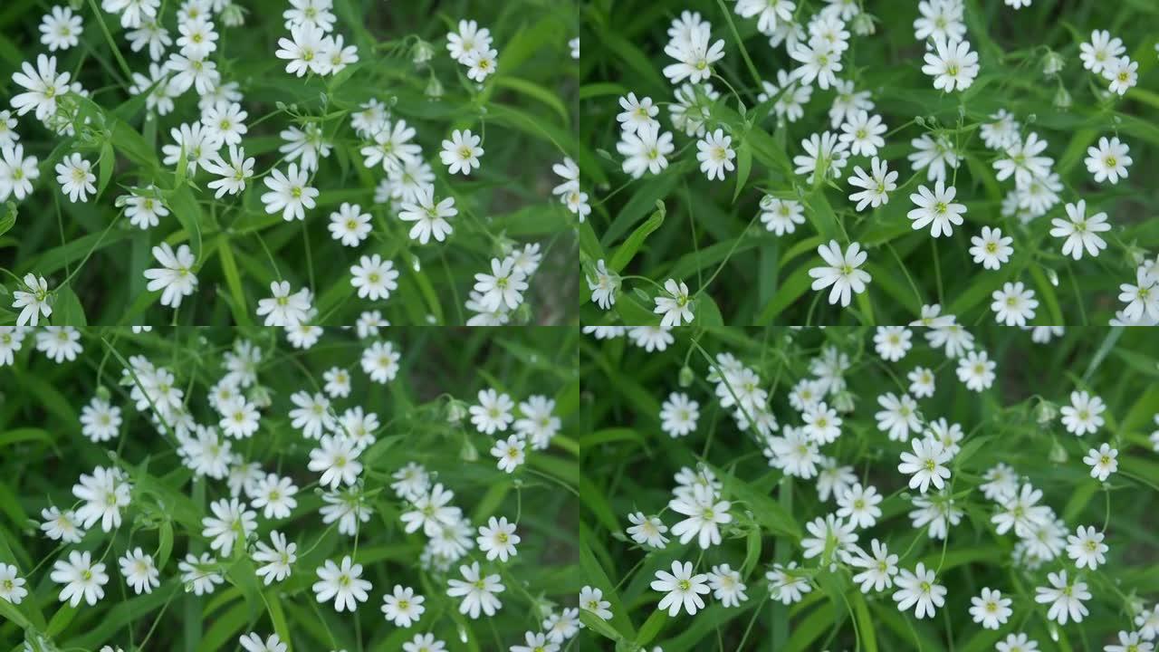 白色的森林春天的小花在绿草的背景下在风中摇曳。顶视图。特写